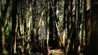Free Stock Footage Forest Slenderman 2