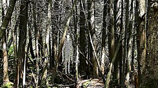 Free Stock Footage Forest Slenderman