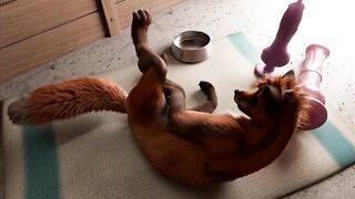 Fox's playing pussy cat in kennel by h0rs3