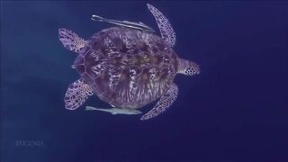 Расслабляющие видео после дрочки