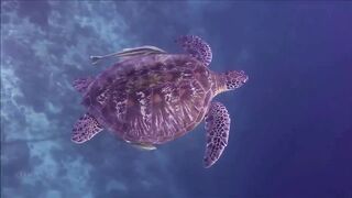 Расслабляющие видео после дрочки