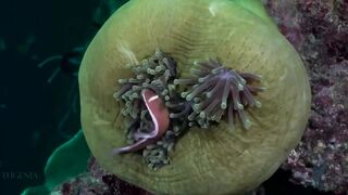 Расслабляющие видео после дрочки